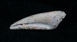 Small Raptor Claw - Tegana Formation #4760-2